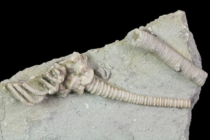 Bargain, Actinocrinites Crinoid Fossil - Crawfordsville, Indiana #68485